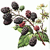 Blackberry
