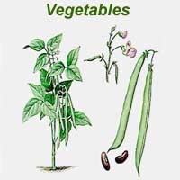 Vegetables