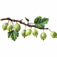 Gooseberry
