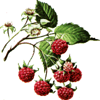 Raspberry