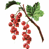 redcurrant