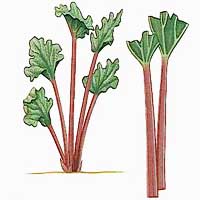 Rhubarb