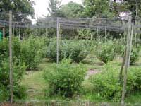 Fruit cage in June