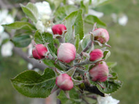 apple blossom