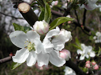 apple blossom open