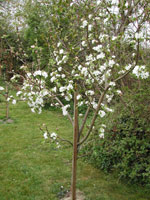 apple tree in blossom