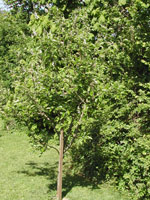 apple tree in leaf