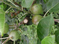 medium sized apples early June