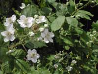Blackberry flowers