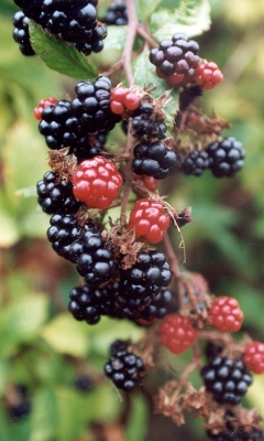 Blackberries