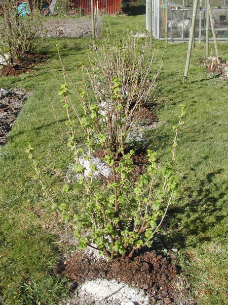 Blackcurrant end March