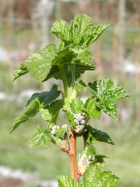 Blackcurrant Buds end March