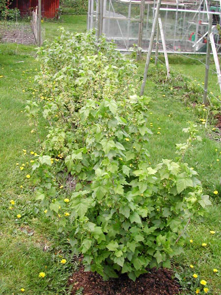 Blackcurrants end April