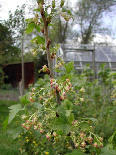 Blackcurrant flowers end April