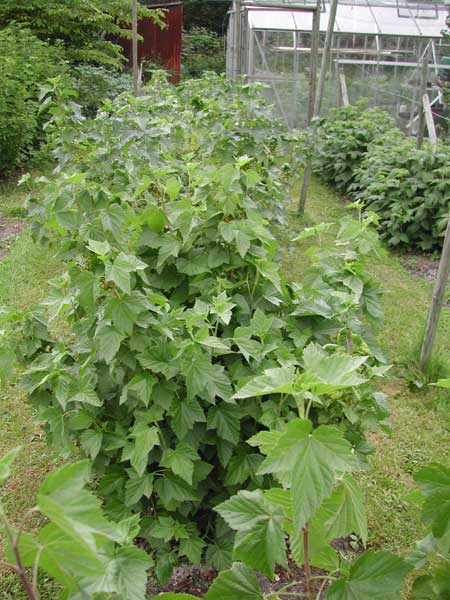 Blackcurrants early June