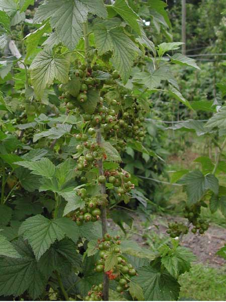 Green Blackcurrants early June