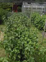 Blackcurrant mid June