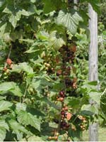 Blackcurrant mid June