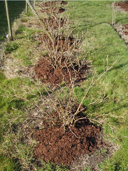 Gooseberries mid March