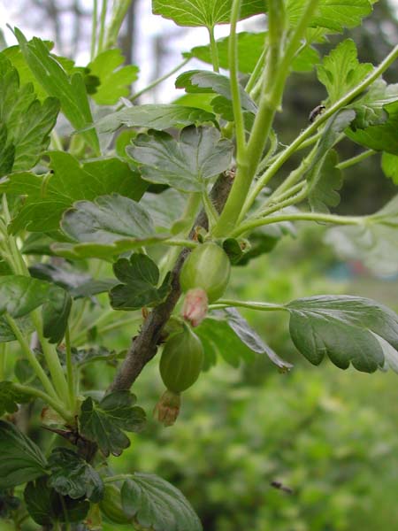 Small Gooseberries at end April