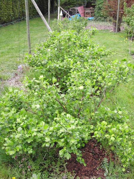 Gooseberries at end of April