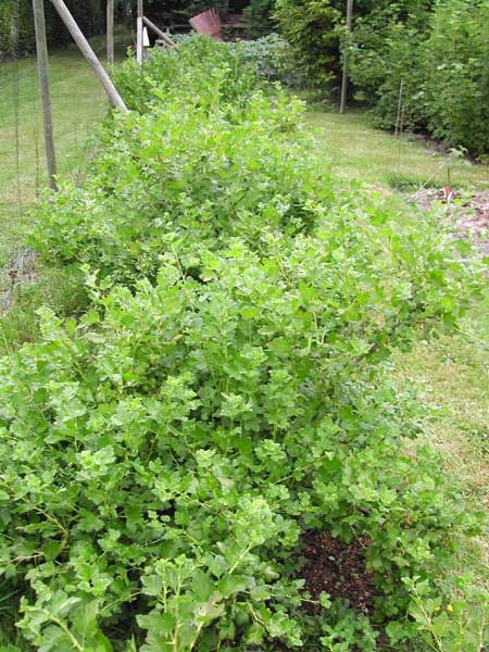 Gooseberries at early June