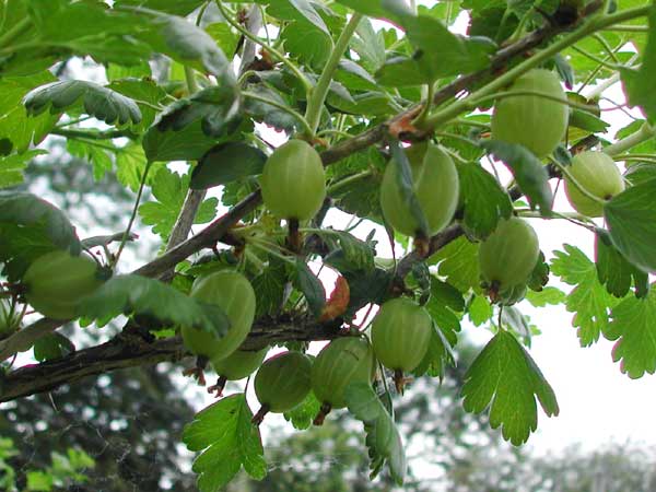 Middle sized Gooseberries