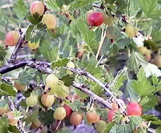 Gooseberries