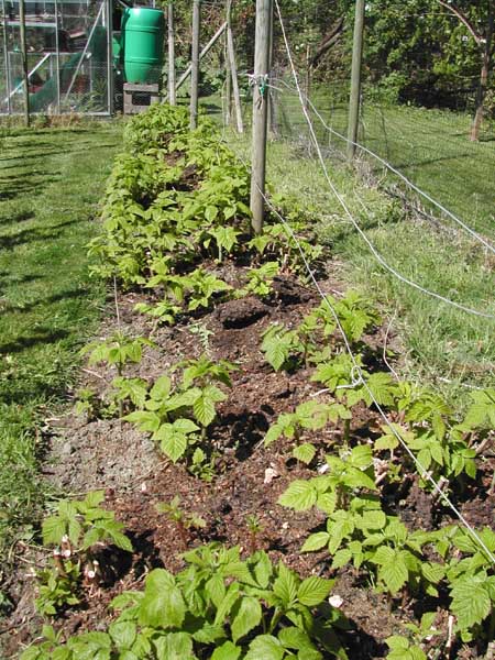 Autumn Raspberries early May