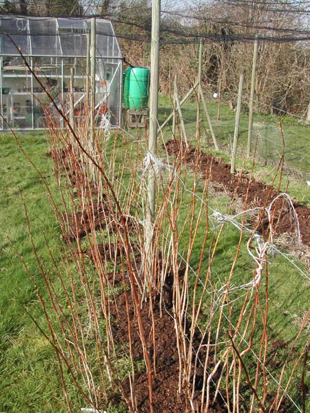 Summer raspberries in March