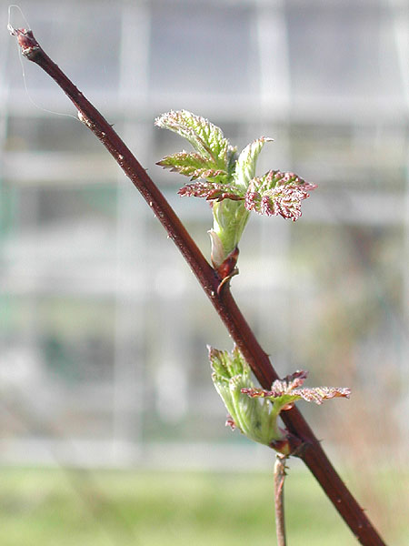 Summer raspberry shoots end March