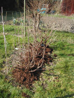 Redcurrants in March