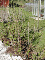 Redcurrent with buds