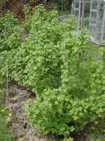 Redcurrant in leaf