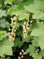 Redcurrant flowers