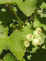 redcurrant green berries 