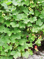 redcurrant berries pink