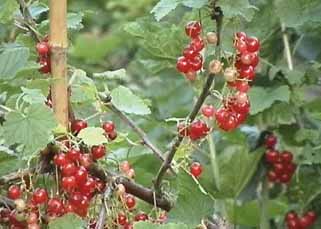 Redcurrants