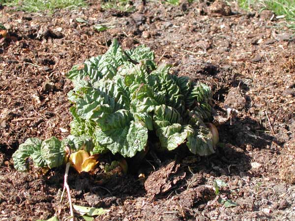 Rhubarb appearing at the end of March