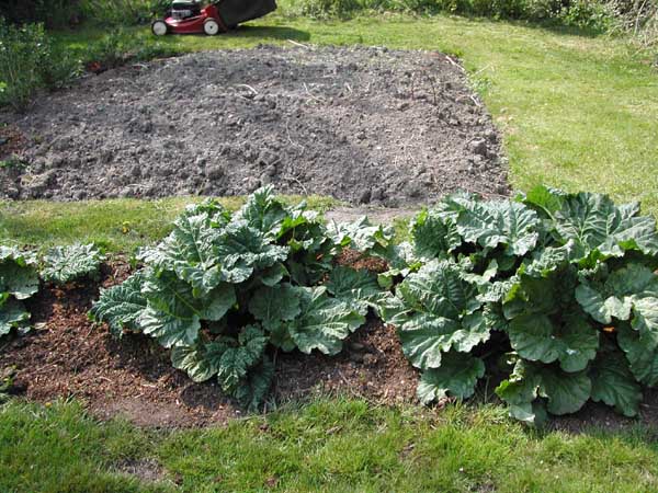 Rhubarb mid April
