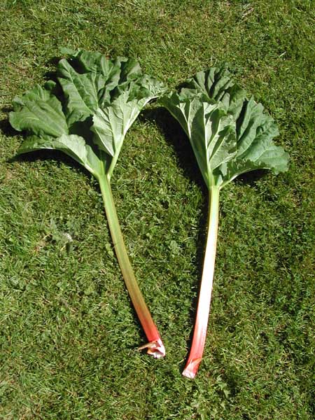 Rhubarb Stalks