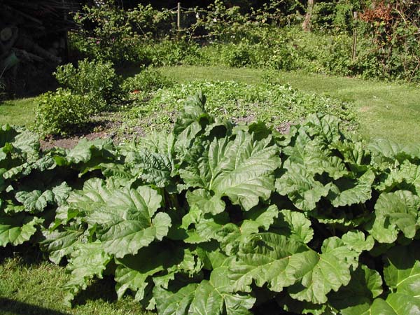Rhubarb mid May