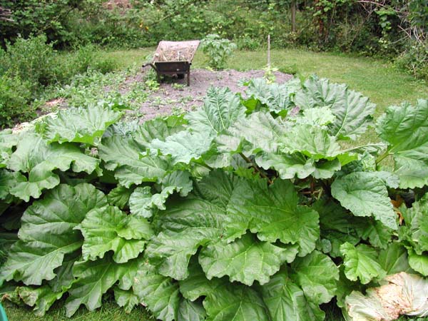 Rhubarb