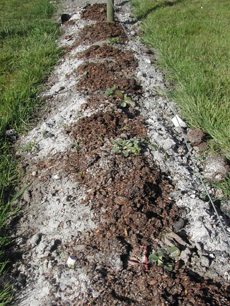 Strawberries in March