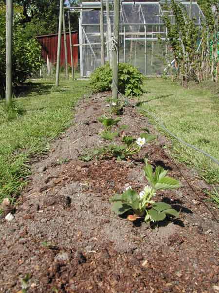 Strawberries in mid May