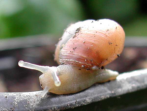 Snail