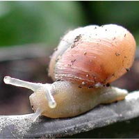 pests snail
