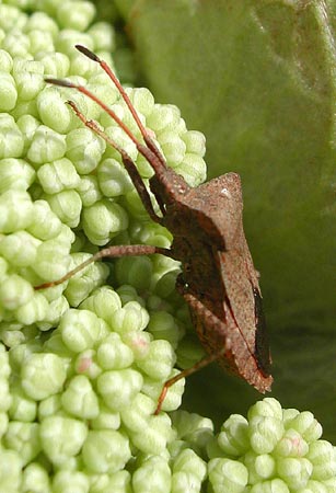 Shield bug