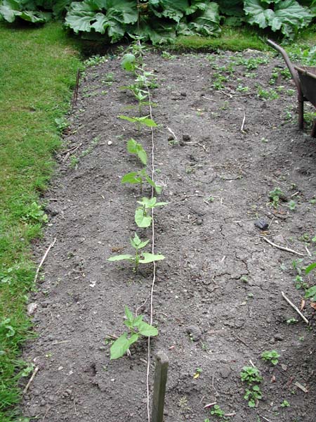 row of climbing beans