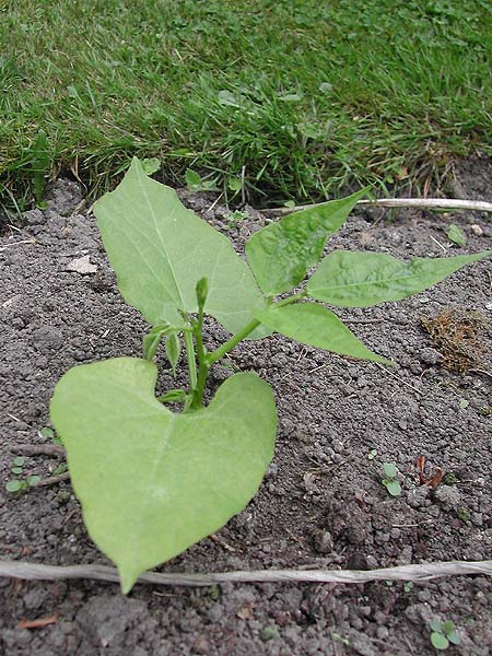 climbing bean